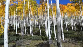 Pando (Aspen) | The Cost of Being Different