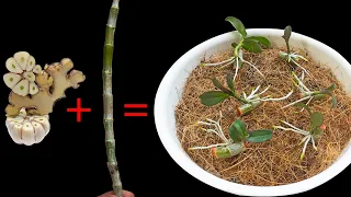 Very few people think this way Orchids grow roots immediately !!!