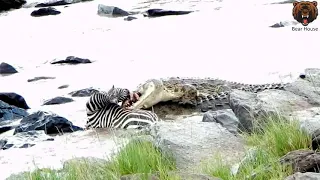 CROCODILE VIOLENTLY RIPS OFF ZEBRA FACE PART ONE How it begun    Крокодил яростно срывает с зебры ли