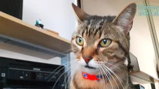 Cat Tommy believes his human is an idiot