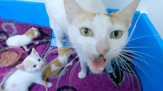 Mama Cat says thank you to me after changing her kittens bed.