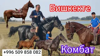 Бишкек +996/509/85/80/82