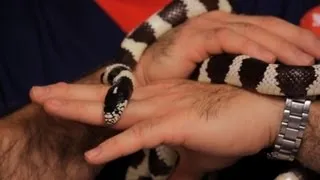 Best Pet Snake for Beginners | Pet Snakes