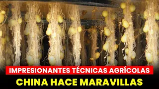 ¡Sorprendente Finca Produce Papas Sin Tierra! DESCUBRE LAS INCREÍBLES TECNOLOGÍAS AGRÍCOLAS CHINAS