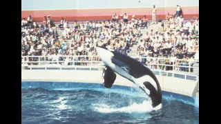 Marineland of the Pacific 1977 archive footage