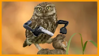 Cute Owl with Arms | Funny Owls Video Compilation | Funny Animation by Woa Doodoo