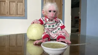 Monkey Poor loves to eat super delicious melon