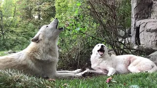 When Fifty Wolves Howl