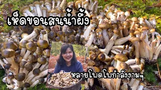 พาน้องสาวเก็บเห็ดกลับบ้านไปฝากพี่น้องทางบ้านจ้า#เห็ดขอนสนน้ำผึ้ง