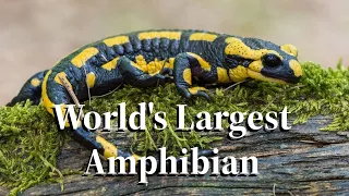 The Giant Salamander World's Largest Amphibian