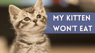 Why Won't My Kitten Eat? How To ENCOURAGE Appetite
