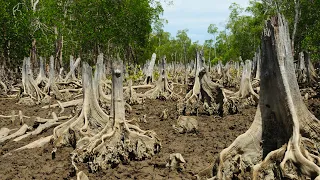 Protecting Coastal Wetlands