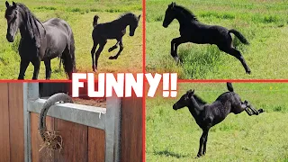 Would it become a show jumper? So funny to watch! | Friesian Horses