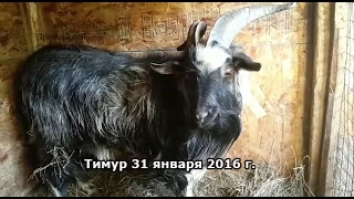 Тимур 31 января 2016 г.