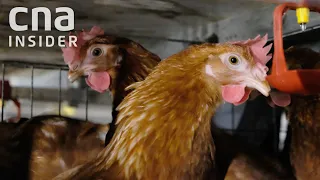 They Work On A High-Tech Egg Farm In Singapore
