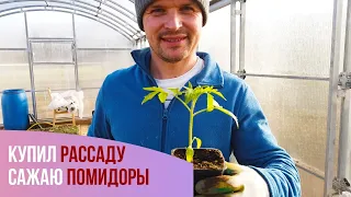 Ездил к агроному. Купил рассаду помидор. Чистим корову к лету. /жизнь в деревне