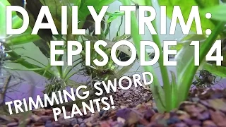 HOW TO TRIM SWORDS AND CRYPTS | DAILY TRIM 14