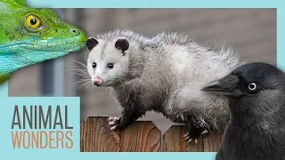 9 Bizarre Animal Adaptations
