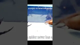 scorpion vs tarantula spider