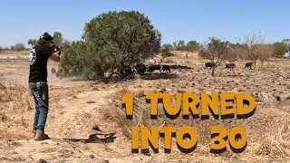 The Last Paradise Series 10min section of full video - 1 Wild Boar turns into 30 Pigs