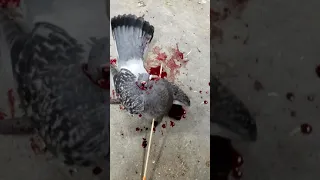 Warning Graphic content blowgun blunt tip on pigeon