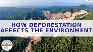 How Deforestation Affects the Environment