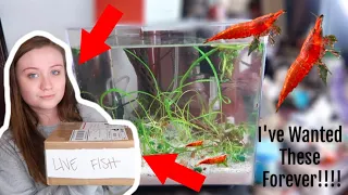 UNBOXING CHERRY SHRIMP FOR MY FRESHWATER SHRIMP TANK!! | ItsAnnaLouise