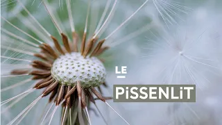 Le pissenlit