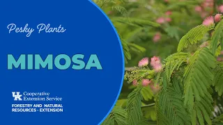 Pesky Plants: Mimosa