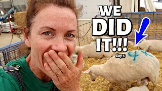 I CAN'T BELIEVE IT WORKED! (when a ewe won't feed her lambs...) Vlog 312