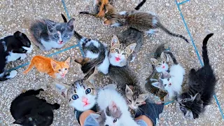 The hungry kittens meowing
