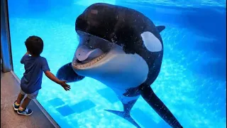 Orca Keeps Following Kid – Pay Close Attention to What the Animal Does Next!