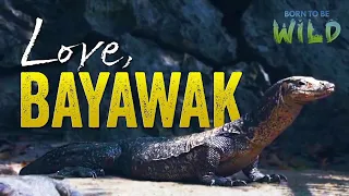 Letters from the Wild: Love, Bayawak | Born to be Wild