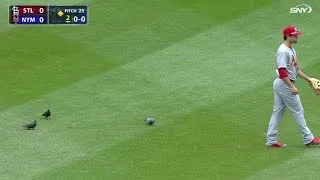 STL@NYM: Pigeons hang in the outfield with Grichuk