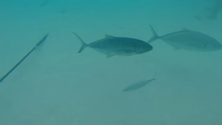 Grand Cayman - Stingray City Sandbar JACK CREVALLES FISH GoPro Hero 7 Black