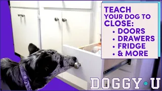 Push - Teach Your Dog to Close Doors & Drawers for Service and Pet Dogs (mobility service dog task!)