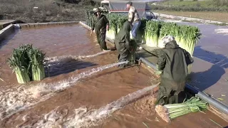 Pırasa Yıkama Nasıl Yapılır ?