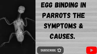 Egg binding in parrots- the symptoms and causes.