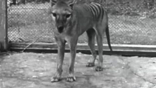 Footage of a Tasmanian Tiger