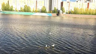 Умные чайки на реке Ишим в Астане