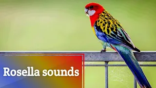 Rosella sounds