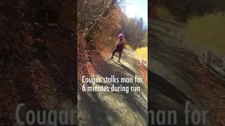 Cougar Stalks Man for 6 Minutes During Run