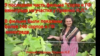 9 часть фильма "Сорта и ГФ винограда на участке Пузенко Натальи Лариасовны"