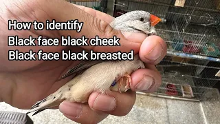 How to identify black face black cheek Or black face black breasted zebra finch birds