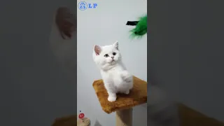 10 minutes of World's Cutest Cat Family and their lovely adorable Funny Kittens Compilation Part 5 😍