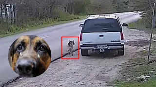 Man caught dumping German Shepherd on camera in Dallas | German Shepherd left behind