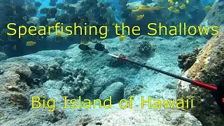 Spearfishing the Shallows - 3-Prong Session with a 7ft Evolve Spear - Big Island of Hawaii