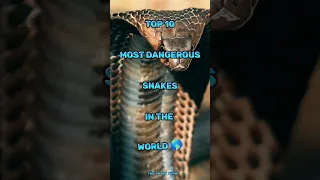 Top 10 most dangerous snakes in the world #snake #top10 #wildlife #short