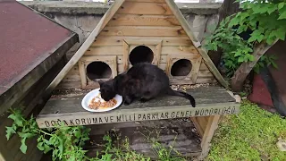 Feeding  Black Cats Bring Good Luck