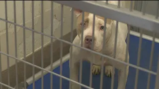 Animals held as evidence in DeKalb County cruelty cases